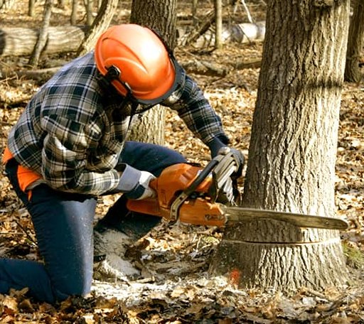 Tree Removal in Central, UT